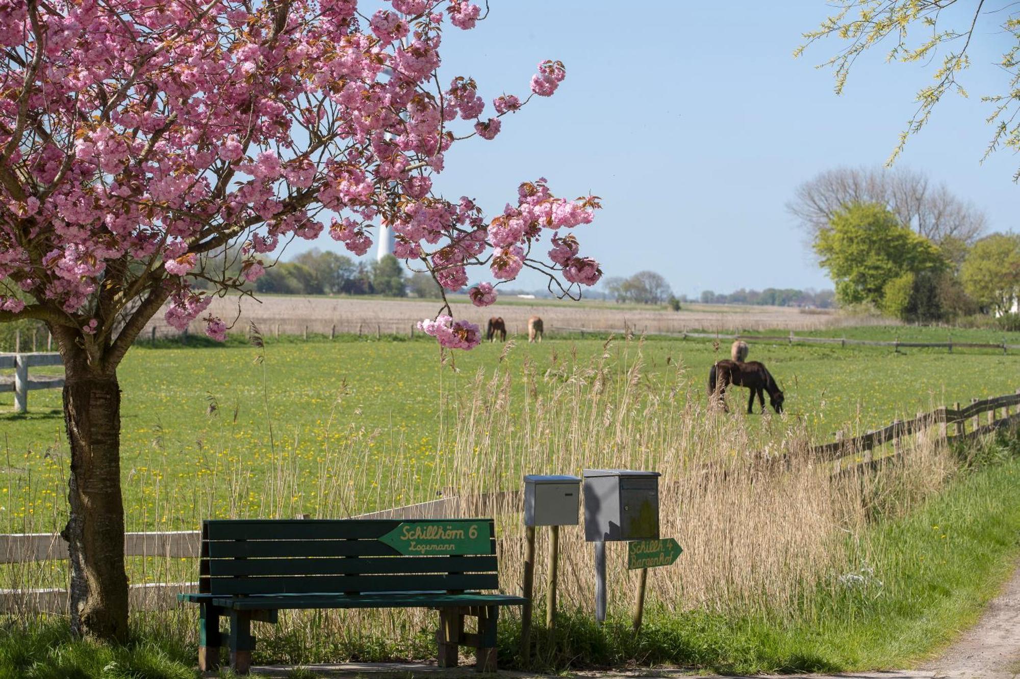 Fischerhaeuschen Am Kurpark Neuharlingersiel Eksteriør bilde